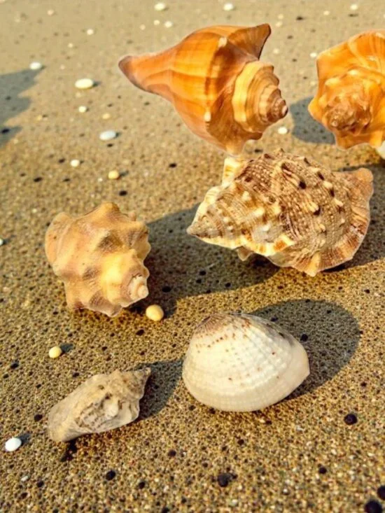 Florida Sea Shells for Crafts - Picture 2 of 5